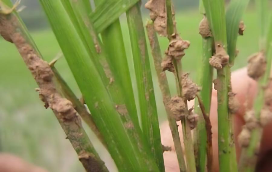 水稻负泥虫怎么防治(水稻泥包虫怎样防治)