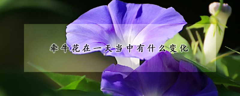 牵牛花在一天当中有什么变化(牵牛花在一天当中有什么变化和变化)