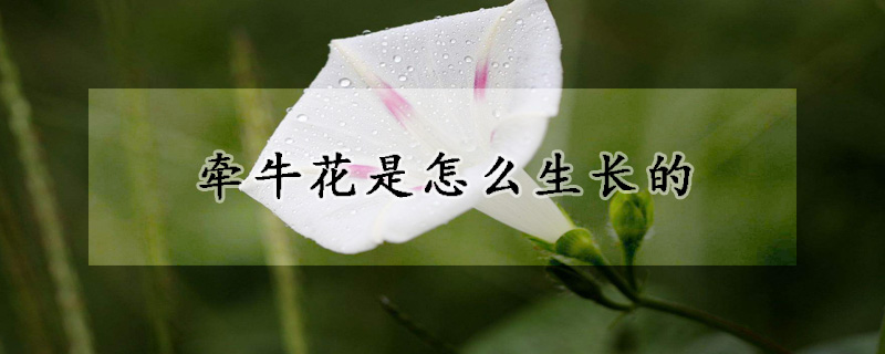 牵牛花是怎么生长的(牵牛花是怎么生长的过程)