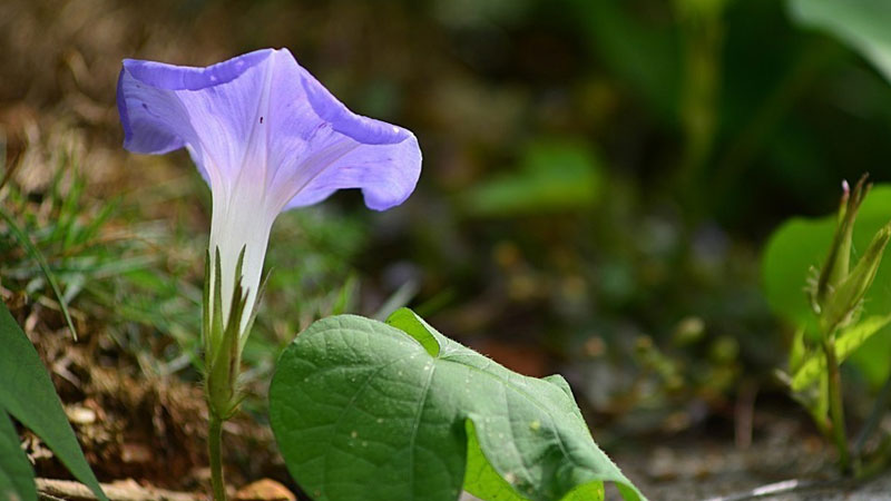 牵牛花简介(牵牛花简介200字)