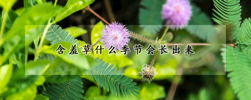 含羞草什么季节会长出来