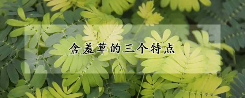 含羞草的三个特点(含羞草的三个特点和作用)