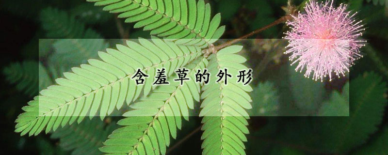 含羞草的外形(含羞草的外形具体描写)