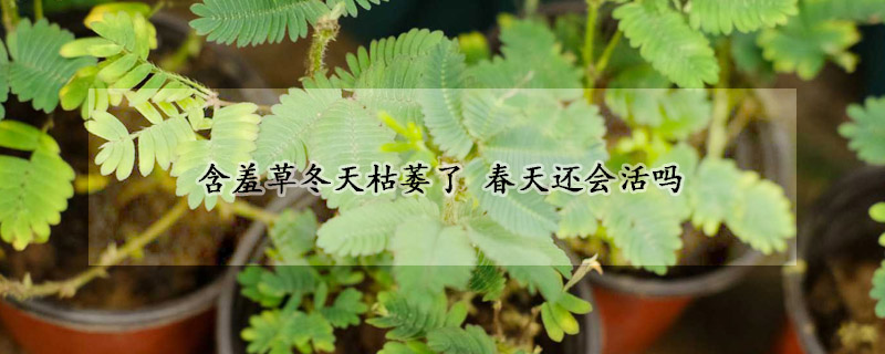 含羞草冬天枯萎了 春天还会活吗(含羞草冬天会休眠吗)