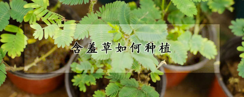 含羞草如何种植(含羞草如何种植,管理)