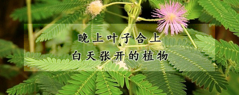 晚上叶子合上白天张开的植物(一种植物白天叶子打开晚上合拢)