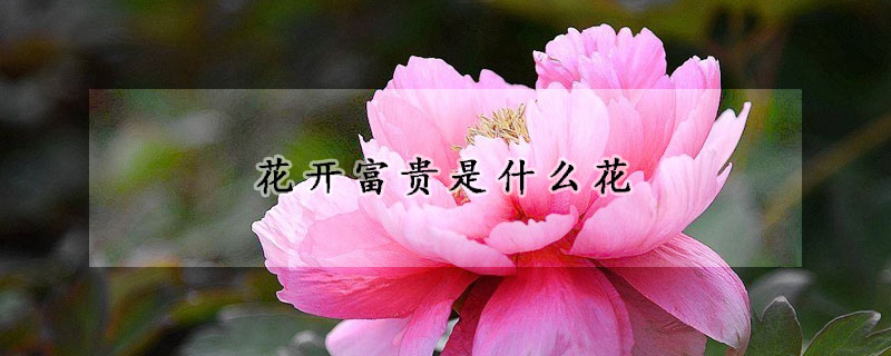 花开富贵是什么花(花开富贵是什么花的寓意)