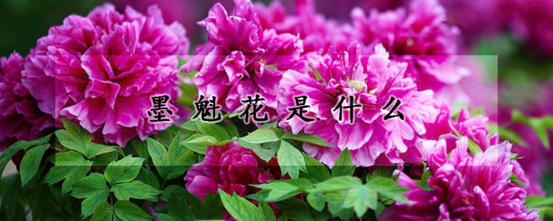 墨魁花是什么(墨魁牡丹花图片)