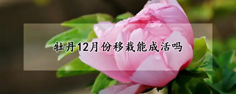 牡丹12月份移栽能成活吗(牡丹一月份能移栽么)