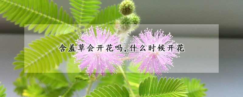 含羞草会开花吗,什么时候开花(含羞草会开花结果吗?)