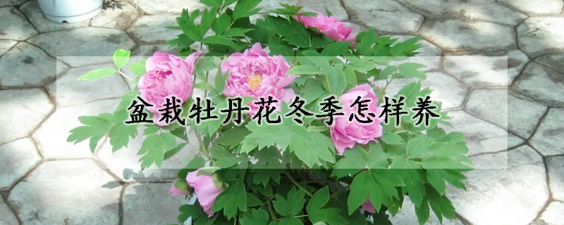 盆栽牡丹花冬季怎样养(牡丹花冬天怎么种植最好)