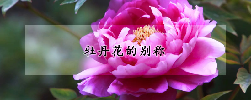 牡丹花的别称(牡丹花的别称和雅称)