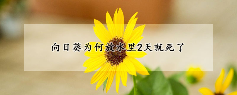 向日葵为何放水里2天就死了(向日葵一夜不放水里会枯萎吗)