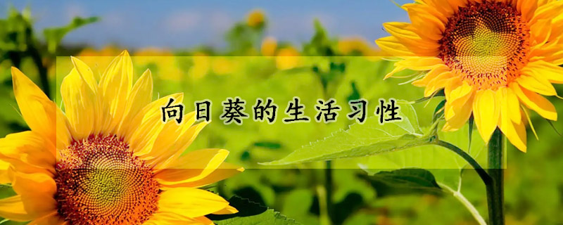 向日葵的生活习性(向日葵的生活特点)