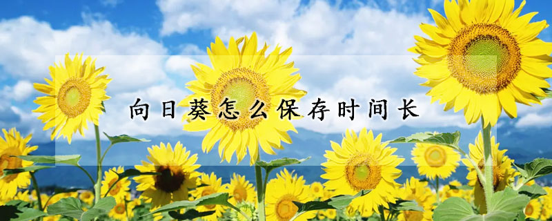 向日葵怎么保存时间长(向日葵可以保存多长时间)