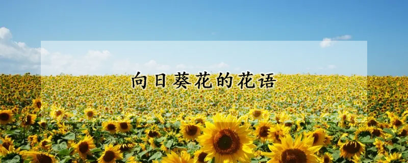 向日葵花的花语(向日葵花的花语是善良温暖)