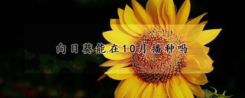 向日葵能在10月播种吗(向日葵10月份可以种吗)