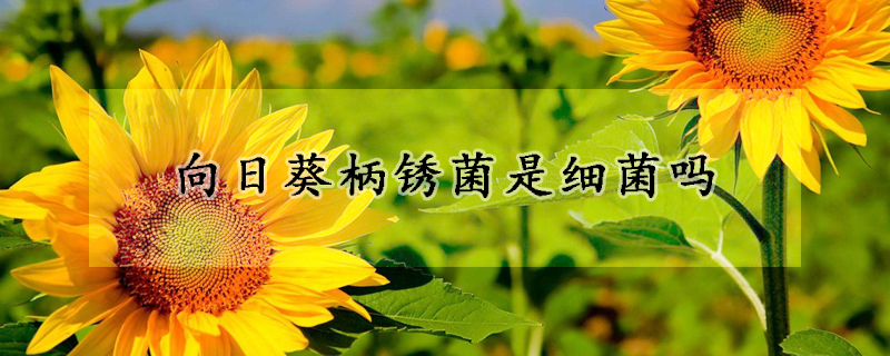 向日葵柄锈菌是细菌吗(向日葵白锈病菌)