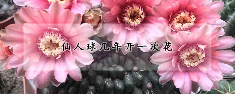 仙人球几年开一次花(仙人球花多长时间开一次)