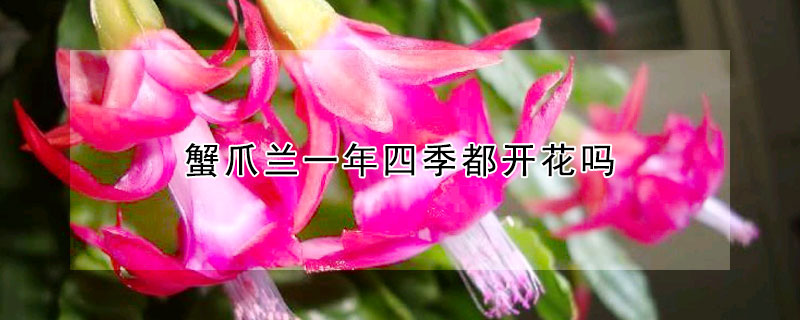 蟹爪兰一年四季都开花吗(蟹爪兰一年四季开花吗?)