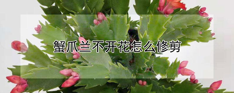 蟹爪兰不开花怎么修剪(蟹爪兰花期过后需要修剪吗)