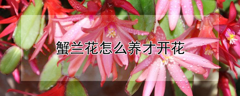 蟹兰花怎么养才开花(蟹爪兰怎样养开花)