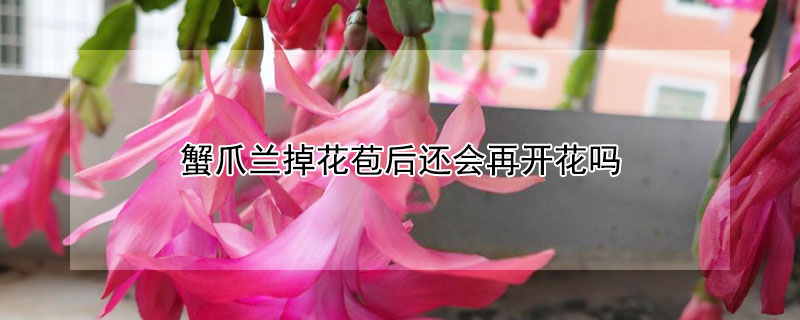 蟹爪兰掉花苞后还会再开花吗(蟹爪兰花蕾掉了还能再开花吗)