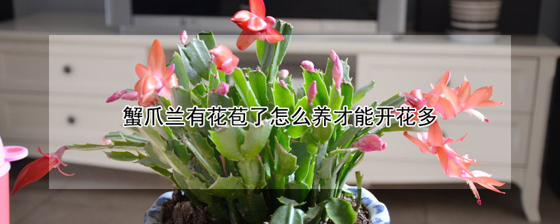 蟹爪兰有花苞了怎么养才能开花多(蟹爪兰怎样才能长花苞)