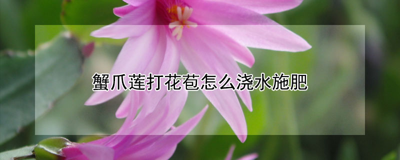 蟹爪莲打花苞怎么浇水施肥(蟹爪莲长花苞后怎么浇水)