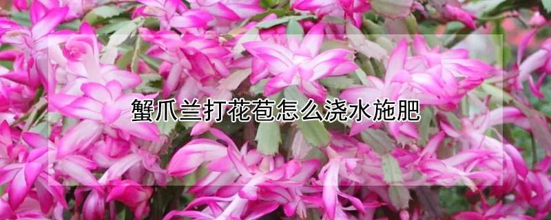 蟹爪兰打花苞怎么浇水施肥(蟹爪兰打花苞后怎么施肥)