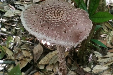 块鳞灰毒鹅膏菌(角鳞灰鹅膏菌)