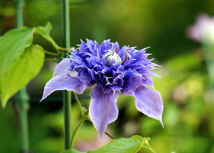 被称作“藤本花卉皇后”的铁线莲有三种花语！(铁线莲是什么花)