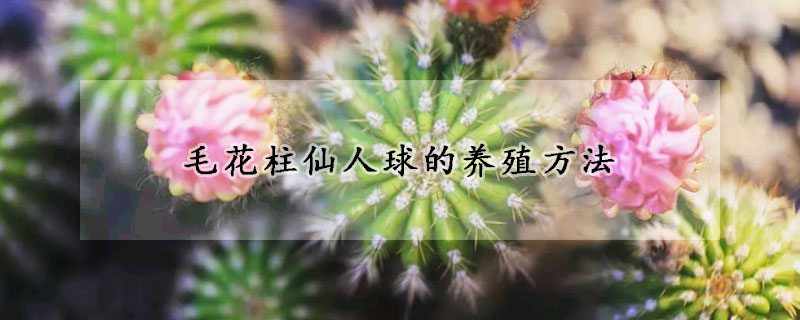 毛花柱仙人球的养殖方法(仙人球毛花柱一定要养的品种)