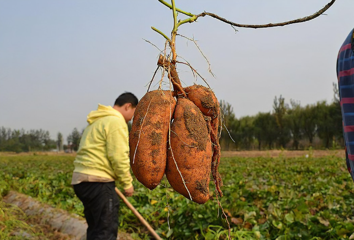 如何判断红薯是否能采摘？