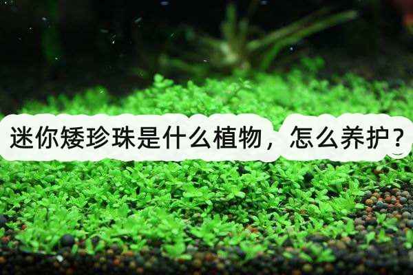 迷你矮珍珠是什么植物，怎么养护？(迷你矮珍珠用什么肥)