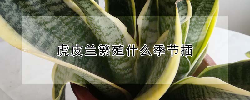 虎皮兰繁殖什么季节插(虎皮兰什么季节移栽)