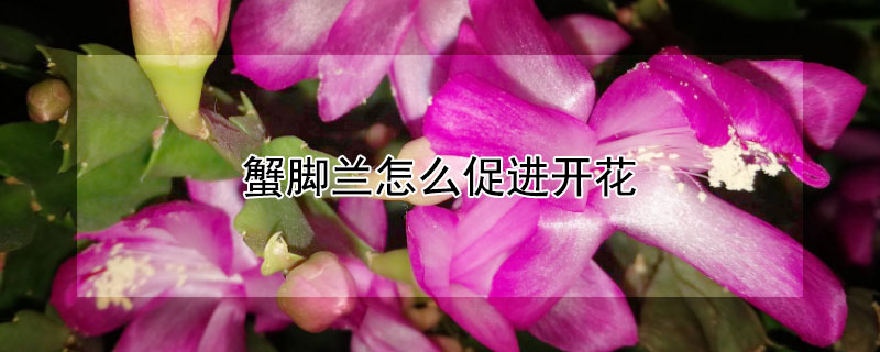 蟹脚兰怎么促进开花(蟹脚兰开花期如何养护)