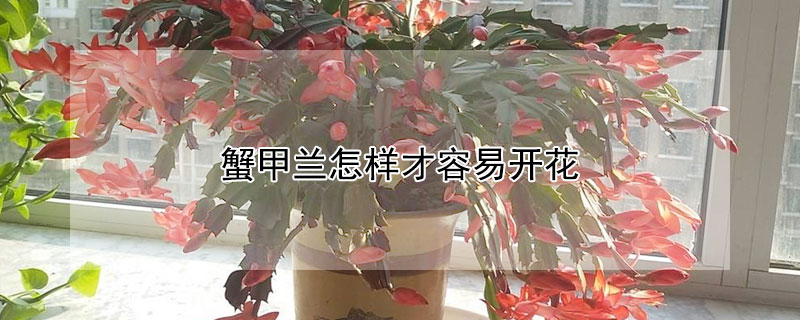 蟹甲兰怎样才容易开花(蟹爪兰不开花怎么回事)