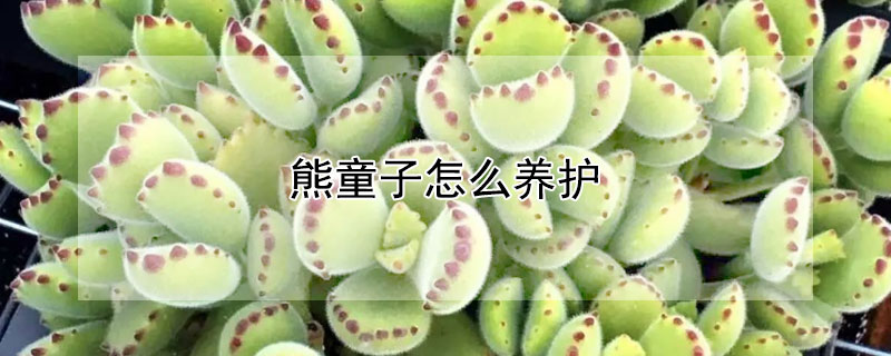 熊童子怎么养护(熊童子的种植和养护方法)