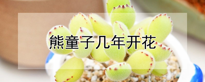 熊童子几年开花(熊童子几月开花)