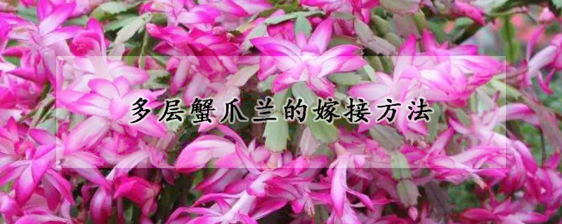 多层蟹爪兰的嫁接方法(3层嫁接的蟹爪兰怎么养护)