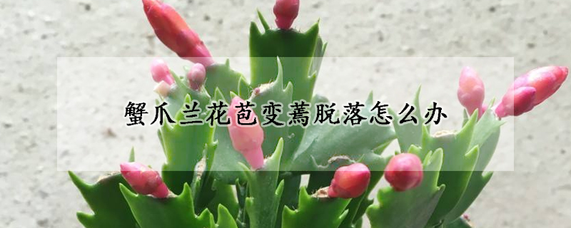 蟹爪兰花苞变蔫脱落怎么办(蟹爪兰花包为什么会蔫会脱落?)