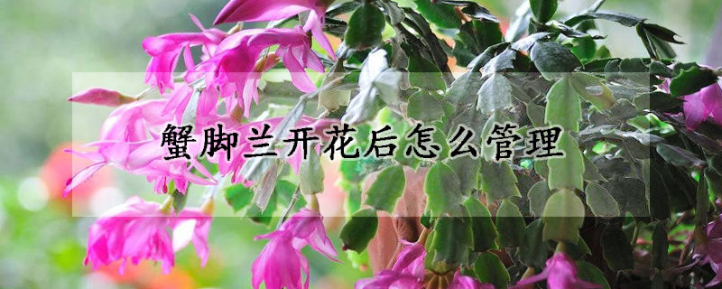 蟹脚兰开花后怎么管理(蟹脚兰开花后怎么管理好)