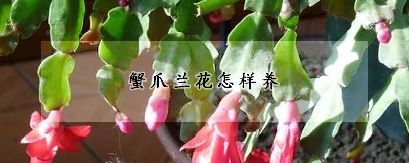 蟹爪兰花怎样养(蟹爪兰花怎样养殖)