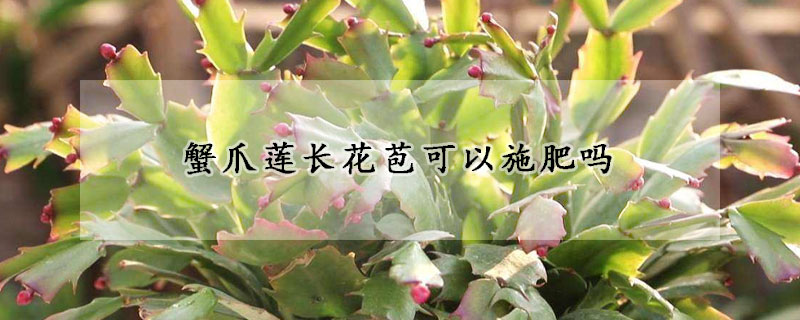 蟹爪莲长花苞可以施肥吗(蟹爪莲施什么肥开花)