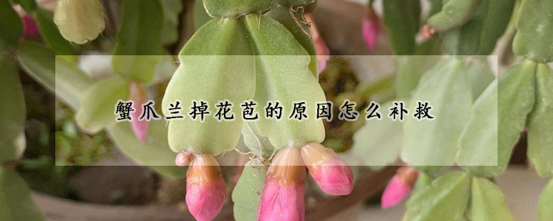 蟹爪兰掉花苞的原因怎么补救(蟹爪兰花苞掉是怎么回事)