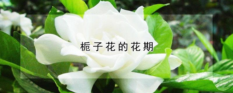 栀子花的花期(小叶栀子花的花期)