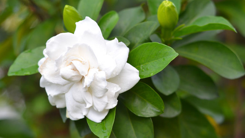 栀子花花期(栀子花花期可以用磷酸二氢钾吗)