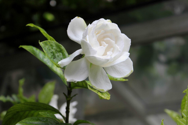 栀子花什么时候长花苞，每年4月左右开始生长(栀子花什么时候生长什么时候开放)