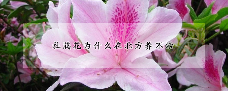 杜鹃花为什么在北方养不活(北方能养杜鹃花吗)